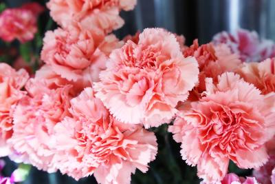 No1. カーネーション