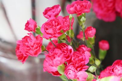 No2. カーネーション（ピンク）