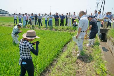 葉の色の濃さなど、生育の目安とな...
