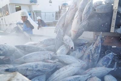 朝日に冷気をくゆらせながら水揚げ...