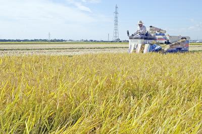コンバインを使ってたわわに実った...