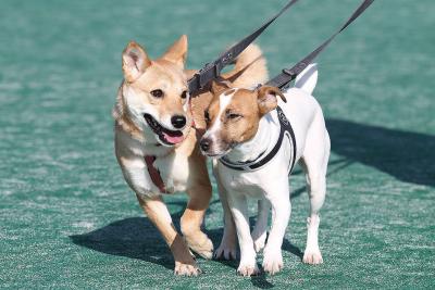 福島生まれのゆずちゃん（左）はお...