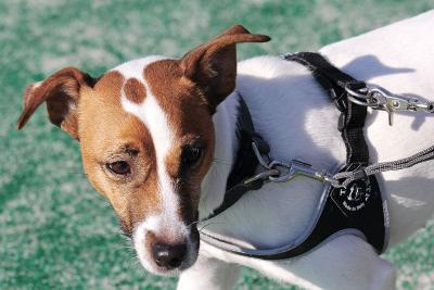 頭の模様はまるで旧北上川と中瀬の...