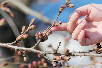 日和山公園のソメイヨシノの枝先も...