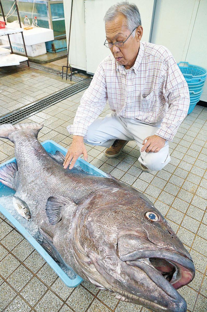 重さ85キロの高級魚イシナギ プロショップまるか 幻サイズがドンと入荷 石巻日日新聞